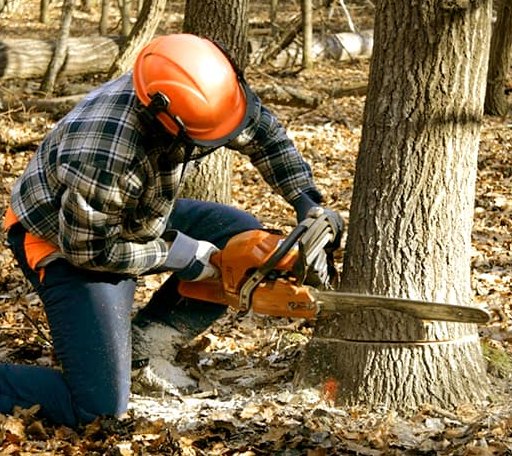 Tree Removal in Guildhall, VT